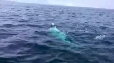 BELUGA WHALES ? are Bros ??