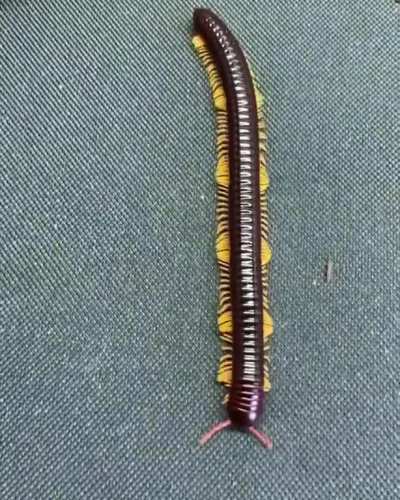 ? The mesmerizing walk of a flameleg millipede.