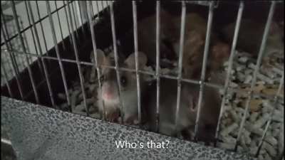 Did you ever wonder what your pets are saying to each other? Researchers are testing a translator that allows them to listen in...