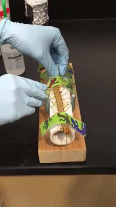 Centipede venom extraction
