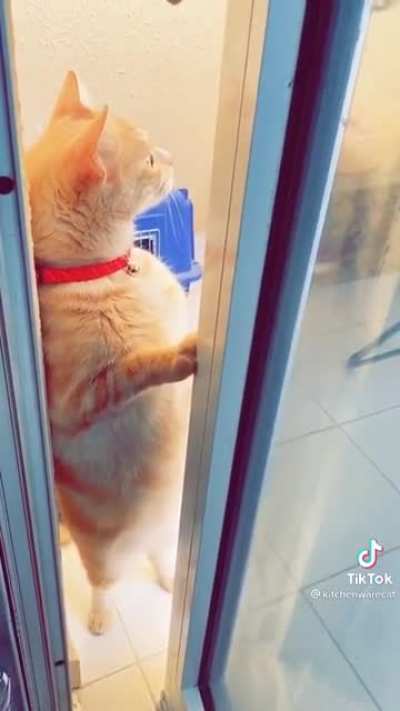 Curiosity Kills the Cat!!!