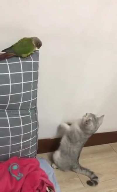 to touch da birdy