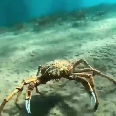 ? Spider Crabs Walking in Cluster