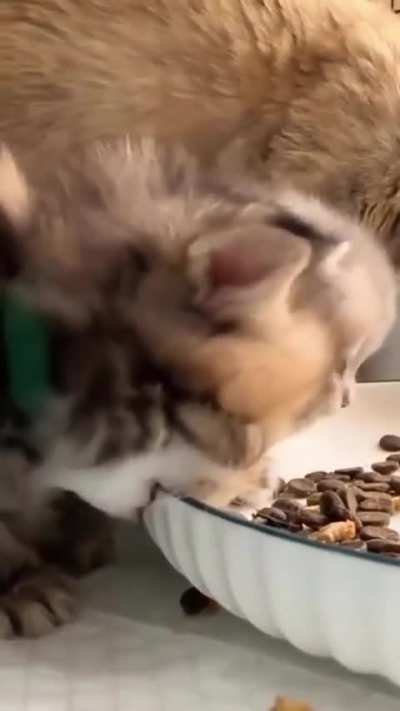 Kitty will figure it out eventually