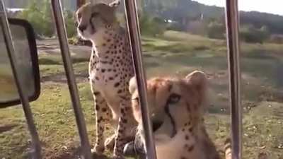 Those cats are basically begging to be pet