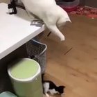 I Learned This From The Humans