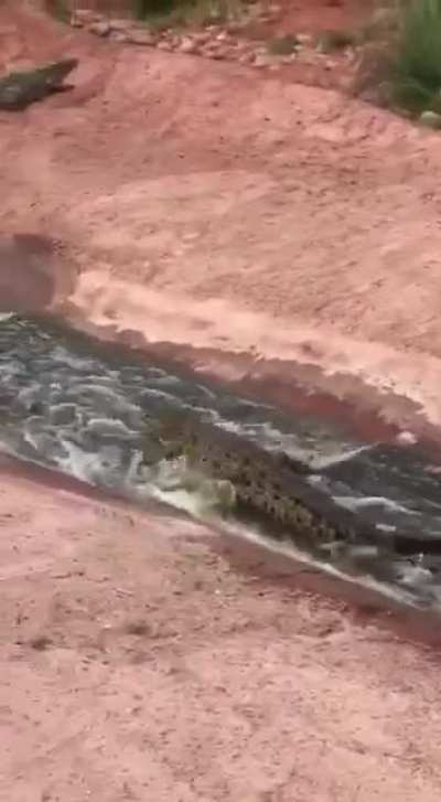 ? Even crocodile loves a water slide
