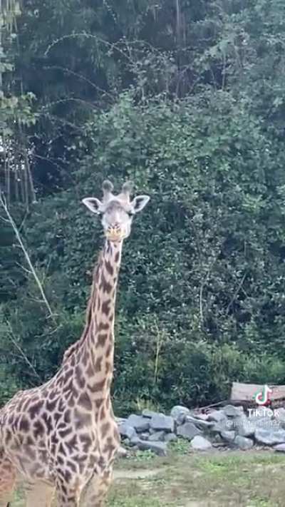 The giraffe was like: Bruh you did a hooman