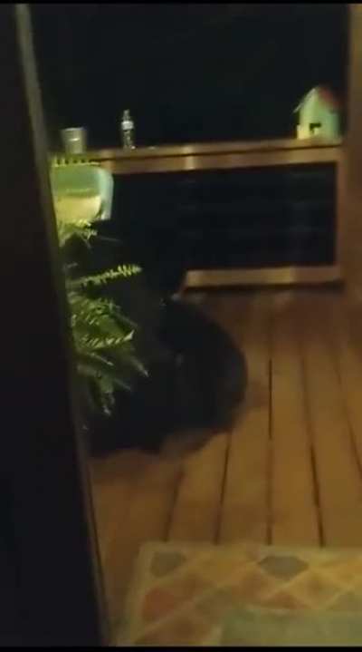 ? A mama bear scolding her cub for looking into someone's window ?
