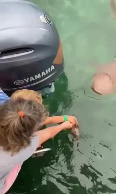 WCGW if I feed a shark with my Toddler