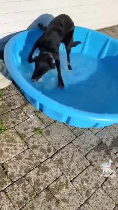 Lab gets his own pool!