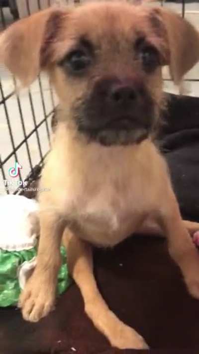 Lemme adopt him!