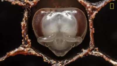 ? Transformation from Larva to Bee ?