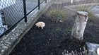 Saw this lil fella at my work today