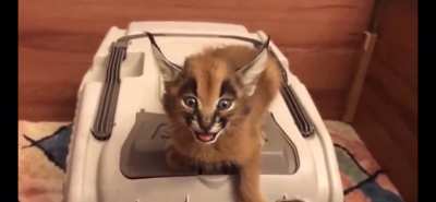 Behold the mighty roar