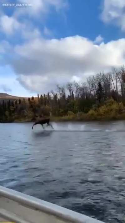 This moose running on... water?