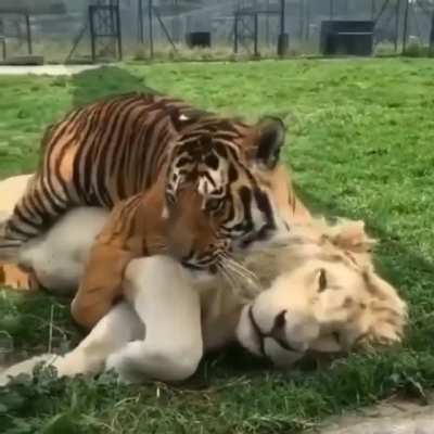AnimalsBeingmorethanBros