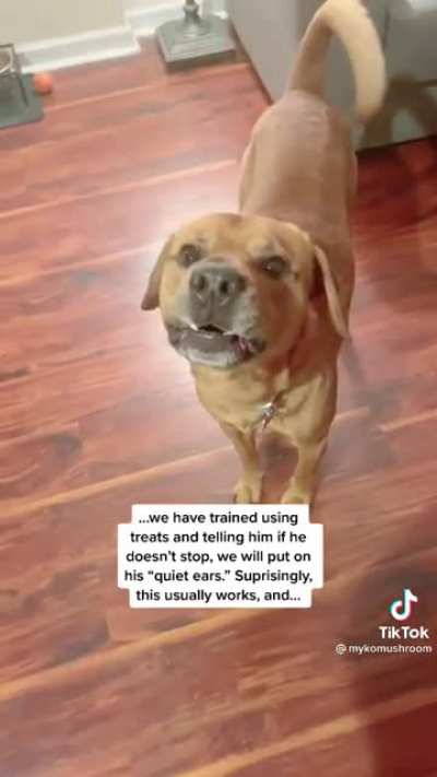 Don't make her get the quiet ears!