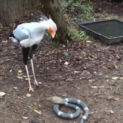 ? A secretary bird stomping a fake cobra ?