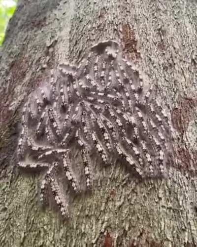 Group of caterpillars react to sound as a defense mechanism from predators and parasites