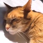 Cat sings Twinkle Twinkle Little Star