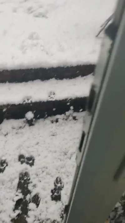 Some doggos love the snow...