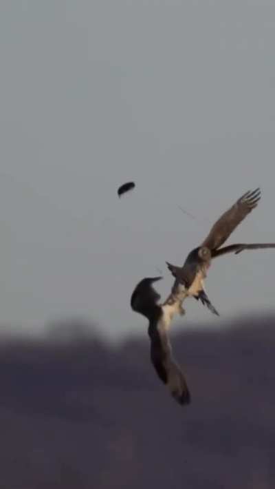 ? Hawk steals from an Owl in Midair.