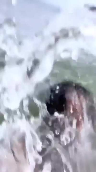 HMC while I cleanse