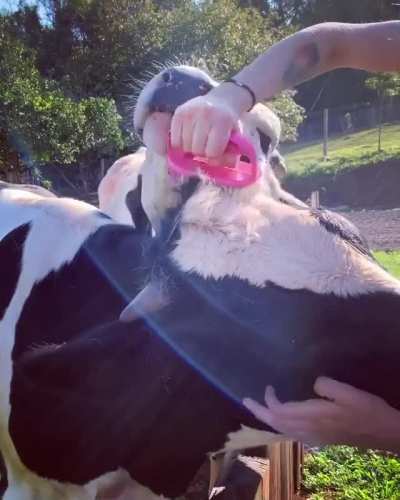 "Brush me too! Don't forget to brush me too!"