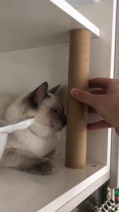 Empty paper towel roll