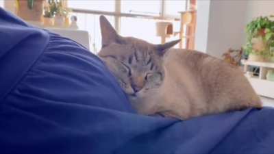 Kitty senses something different
