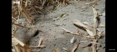 These seeds walk to find their home ?