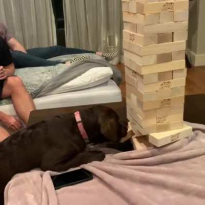 Pawticipating