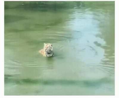 Steady... Steady... Steady... Duck!