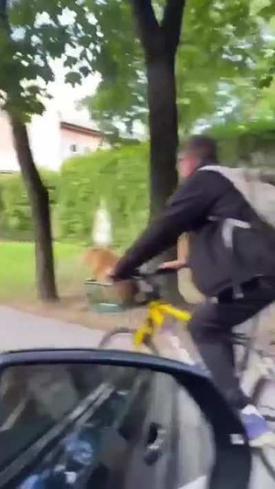 It's not a dog!