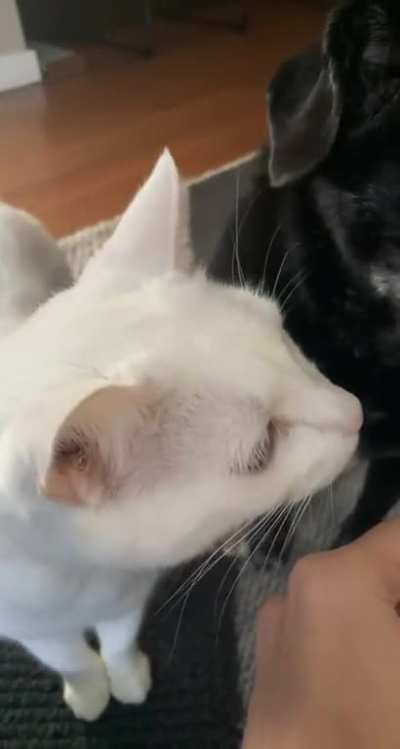 Whipped cream: a love story