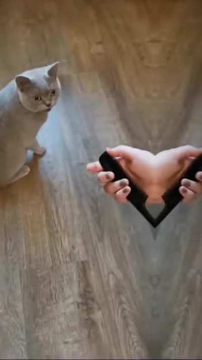Cat puking from sound of comb