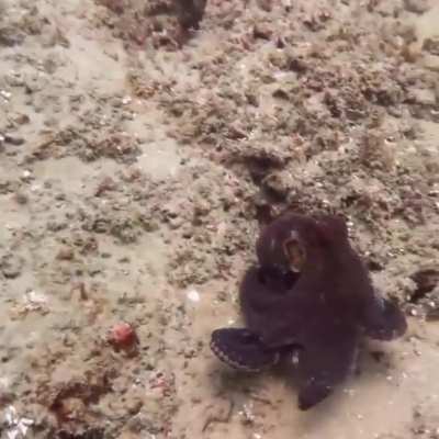 This is how octopuses use camouflage in the wild
