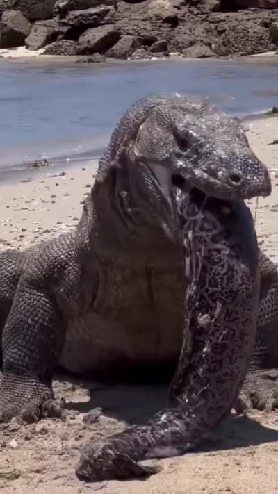 Komodo Dragon regurgitates a large Moray Eel