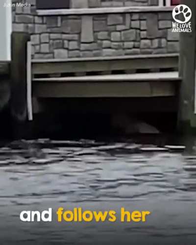 This compassionate man jumps into the water and swims after a baby deer in trouble ?❤️