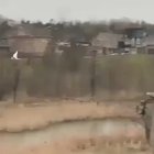 ? Goose drowns a Gull that repeatedly invaded her nest