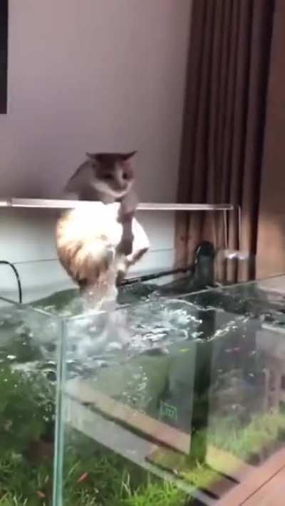 Catching fish in the aquarium