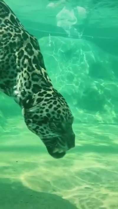 ? A Jaguar underwater