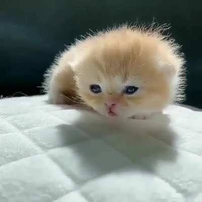 ?cute little one?