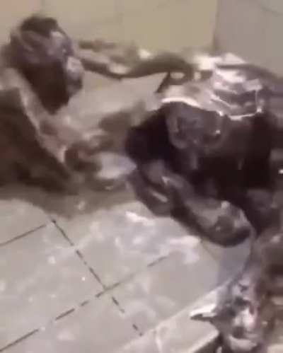 A monkey bath