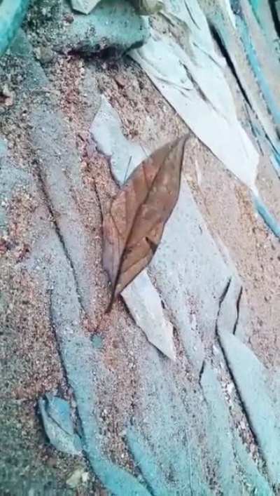 ? Camouflage Butterfly ?
