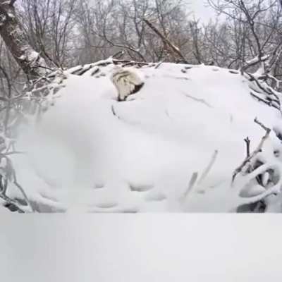 ? eagle is covered after heavy snowfall