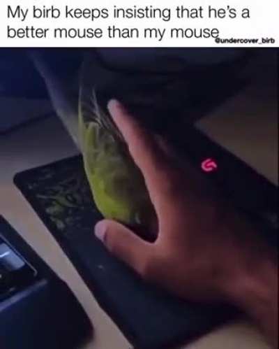 Best Mouse Ever!