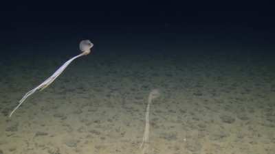 ? Rare Bigfin Squid Spotted in Deep Sea of Cook Islands