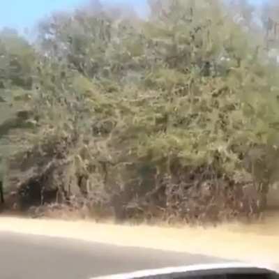 ? Impalas flying over the road to get away from a Cheetah!